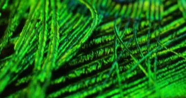 tavus kuşu tüyü, kuş tüyü su damlaları ile video kapatın 