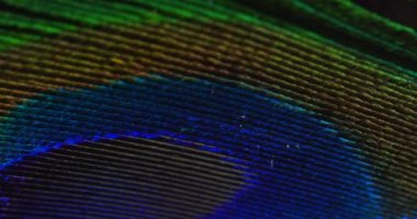 tavus kuşu tüyü, yeşil mavi kuş tüyü makro video video kadar kapatın