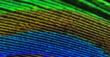 tavus kuşu tüyü video kadar kapatın 