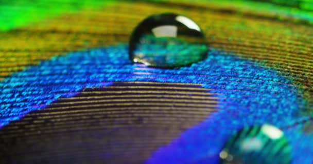 Macro Video Peacock Feather Water Drops — Stock Video