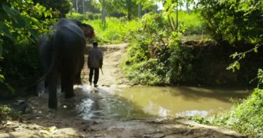 Afrika'da Savannah nehirde fil ile yürüyen adam yavaş hareket