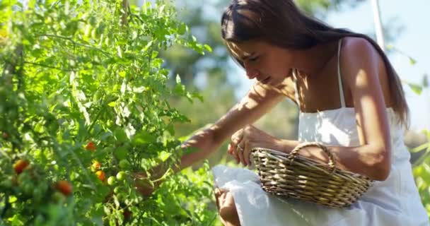 Een Meisje Haar Tuin Verzamelt Sommige Verse Tomaten Concept Van — Stockvideo
