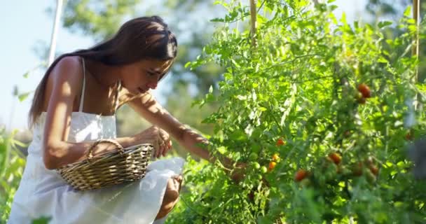 Una Chica Jardín Recoge Algunos Tomates Frescos Concepto Orgánico Sostenibilidad — Vídeos de Stock