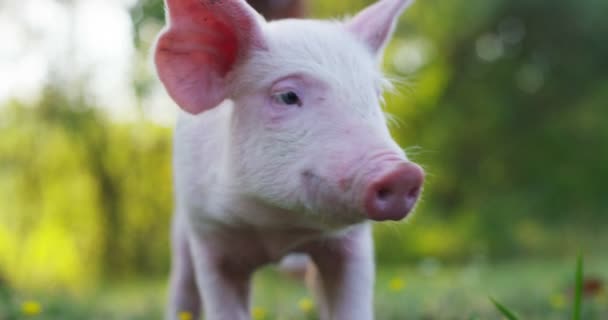 自然で幸せな豚 ベジタリアンやビーガンのコンセプトです バイオ食品と自然への愛 健康な豚と豚 — ストック動画