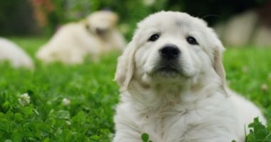 Güneşli bir günde güzel bir bahçe çim üzerinde oyun golden retriever yavru