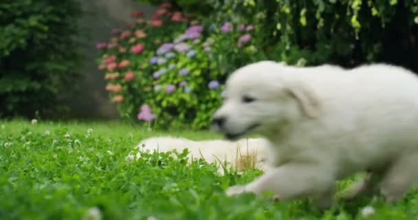 晴れた日に美しい庭の芝生で遊ぶのゴールデン リトリーバーの子犬 — ストック動画