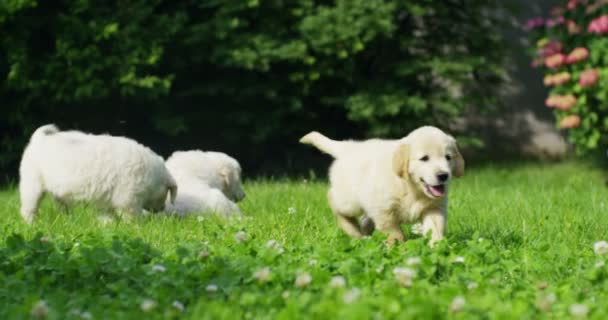 Szczeniaki Golden Retriever Gra Trawie Pięknym Ogrodzie Słoneczny Dzień — Wideo stockowe