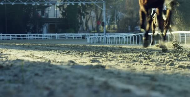 Milan Jan 2017 Horse Race Track Concept Race Horses Gambling — Stock Video