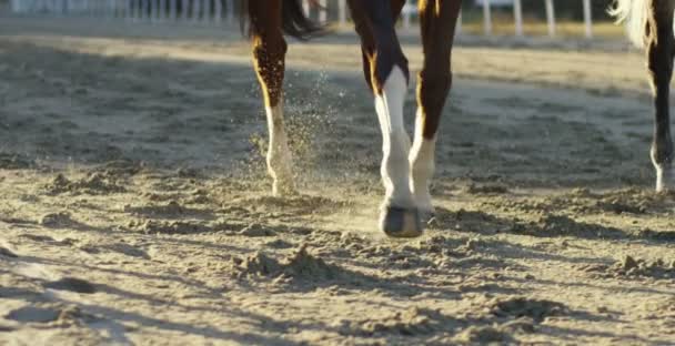 Milão Janeiro 2017 Pista Corridas Cavalos Conceito Cavalos Corrida Jogos — Vídeo de Stock