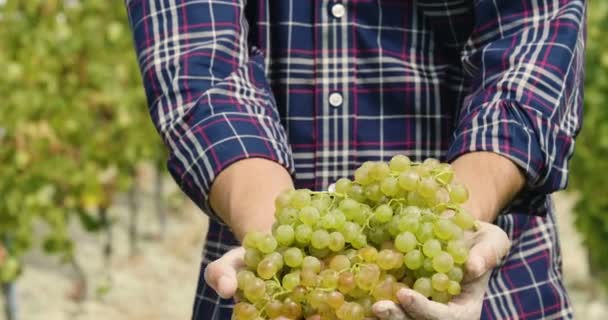 月に収穫のブドウ畑 チェック 選択したブドウは偉大な収穫のためイタリアの束を収集する男 バイオの概念 オーガニック食品 自然と手作りの高級ワイン — ストック動画