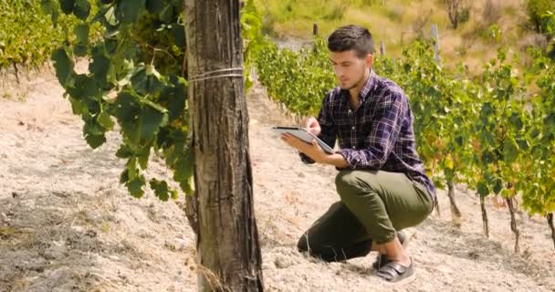 男人在9月收获葡萄园 检查和收集选定的葡萄束在意大利的大收获 生物概念 有机食品 自然和精品葡萄酒手工制作 — 图库视频影像