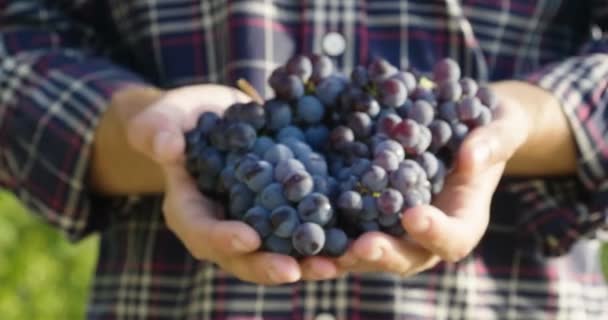 Üzüm Bağları Onay Seçili Üzüm Talya Büyük Hasat Zamanı Demetleri — Stok video