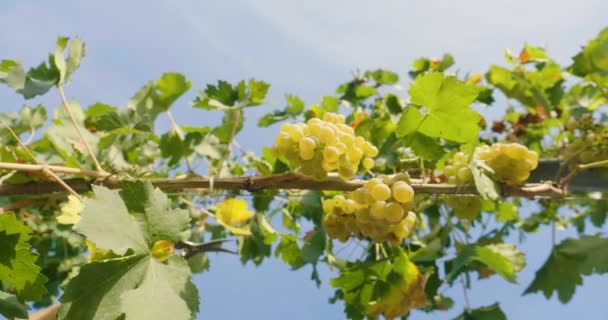 Человек Сентябре Собрать Виноград Проверить Собирает Выбранные Гроздья Винограда Италии — стоковое видео