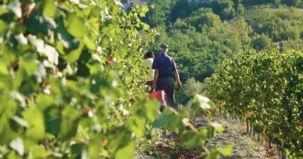 Video Cámara Lenta Cosecha Viñedos Agricultores Trabajando Cosechando — Vídeo de stock