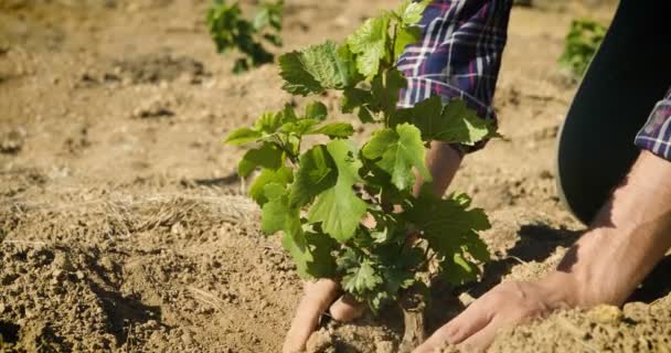 月に収穫のブドウ畑 チェック 選択したブドウは偉大な収穫のためイタリアの束を収集する男 バイオの概念 オーガニック食品 自然と手作りの高級ワイン — ストック動画