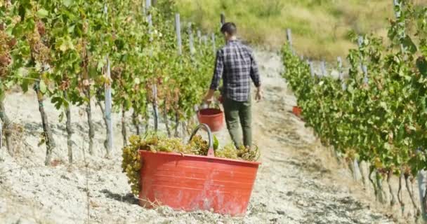 Чоловік Вересні Пожинати Виноградники Перевірка Збирає Вибраного Винограду Букетики Італії — стокове відео