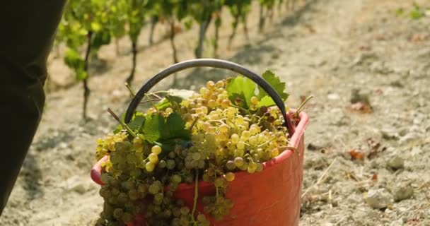 수확에 이탈리아의 유기농 바이오 — 비디오