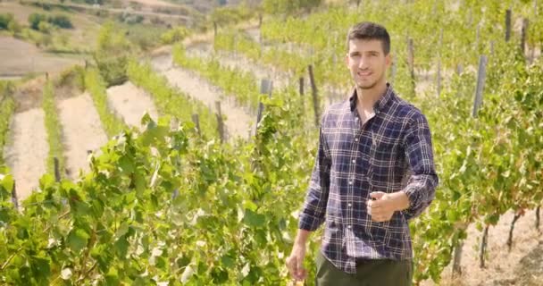 Man September Harvest Vineyards Check Collects Selected Grape Bunches Italy — Stock Video