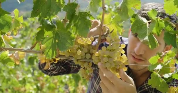 男人在9月收获葡萄园 检查和收集选定的葡萄束在意大利的大收获 生物概念 有机食品 自然和精品葡萄酒手工制作 — 图库视频影像