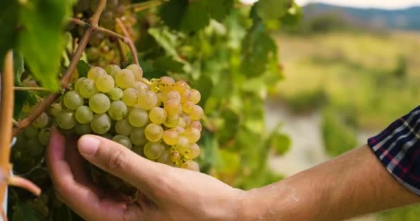 Uomo Settembre Vendemmia Dei Vigneti Controlla Raccoglie Grappoli Selezionati Italia — Video Stock