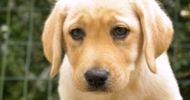 Güzel beyaz kahverengi İngilizce labrador çimenlerin üzerinde oturan okşayarak köpek, Doğa arka plan ver. Konsept: parodist köpek, en sevdiğim hayvan, gerçek arkadaşlar, bir köpeğin safkan, bir arkadaşınızın köpek, küçük bir yün.