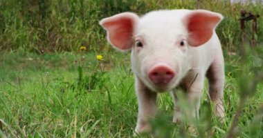 Bir yavru domuz grubundan bir çiftçinin bahçesinde sağlıklı bir organik, güçlü ve güçlü büyüme ile bir doğru ve doğal gıda olsun diye getirdim. hayvanlar, biyo, vegan, doğa için aşk kavramı.