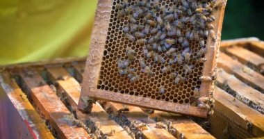 Arıcı arılar, peteğin, tatlım, bir koruyucu arıcı'nın canavar bir sürü sonra görünüyor. Konsept: arı kovanı, saf doğal ürün, faydalı ürün, sarı altın bal, arı, çalışkan sürüsü.