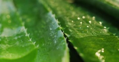 Aloe vera 'nın bileşimi. Güzellik kremi kavramı aloe, doğal tıp ve vücut bakımından türemiştir. Terapi özellikleri, kaldırma, gençleştirme ve doğa