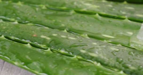 Zusammensetzung Der Aloe Vera Konzept Der Schönheitscreme Aus Aloe Natürliche — Stockvideo