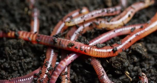 在肥沃的土壤中移动的蠕虫和幼虫的宏观镜头被用来施肥土壤并使其对农作物有益 动物在捕鱼时用作饵钓鱼 生物学 土壤肥力 — 图库视频影像