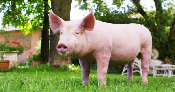 Ein Welpenschwein Garten Eines Bauernhofes Von Einem Landwirt Brachte Ein — Stockvideo