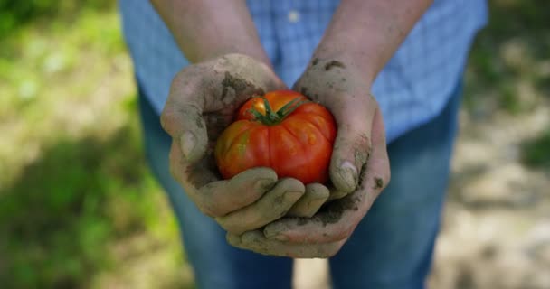 Câmera Lenta Vídeo Agricultor Mulheres Mãos Segurando Tomate Vermelho — Vídeo de Stock