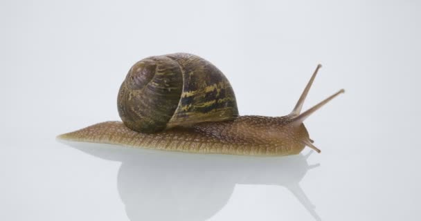 Feche Caracol Estriando Direção Jarro Nata Pele Conceito Creme Hidratante — Vídeo de Stock