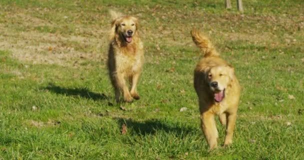 Beautiful Golden Retriever Senta Grama Jogando Correndo Balançando Cauda Câmera — Vídeo de Stock