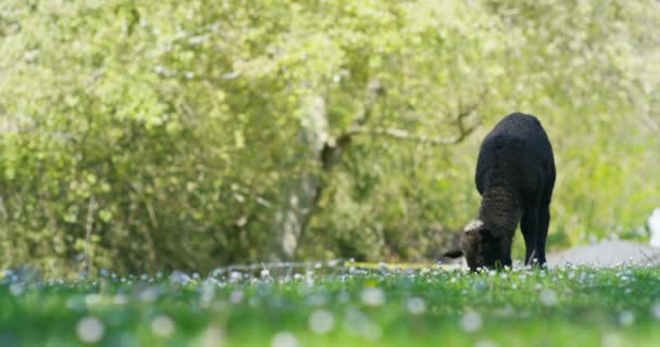 農場でのビデオ 緑の草を放牧小さな黒い子羊 — ストック動画