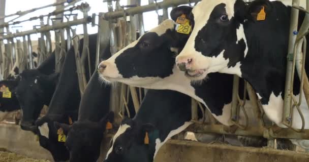 Fazenda Caneta Belas Vacas Têm Uma Coloração Preta Branca Comendo — Vídeo de Stock