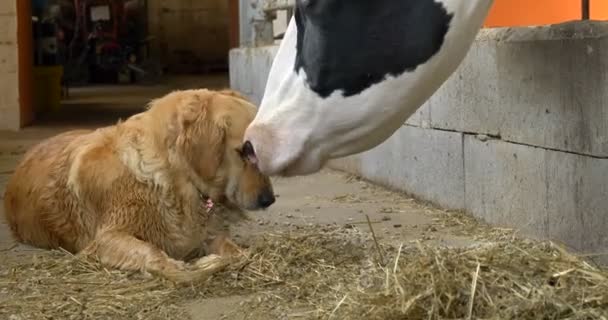 Στο Αγρόκτημα Στην Πένα Όμορφη Αγελάδες Έχουν Ένα Λευκό Μαύρο — Αρχείο Βίντεο