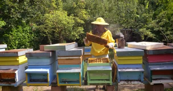 養蜂家は蜂 蜂の巣 保護養蜂家の獣で 蜂蜜の多くの後に見えます コンセプト ミツバチの巣箱 純粋な天然物 役に立つ製品 黄色金色のハチミツ 勤勉なミツバチの群れ — ストック動画