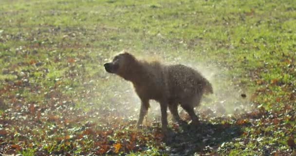 美丽的金毛猎犬坐在草地上 慢动作地玩耍着 跑着摇尾巴 — 图库视频影像