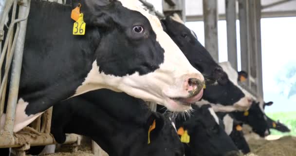 Farm Pen Beautiful Cows Have White Black Coloring Eating Grass — Stock Video