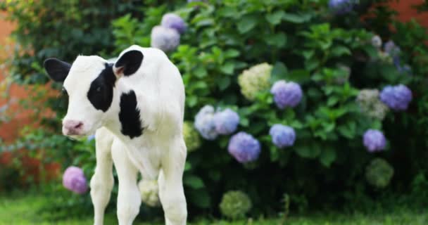在一个农民的农场的花园里 一只小狗的牛带来了健康的有机 使它以正确和自然的食物而强劲而强劲地生长 爱动物的概念 素食主义者 — 图库视频影像