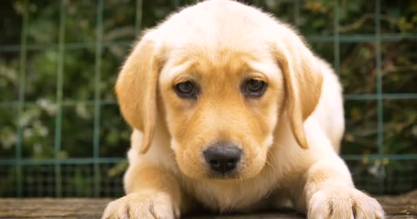 Vackra Vita Bruna Engelska Labrador Sitter Gräs Hand Strök Hund — Stockvideo