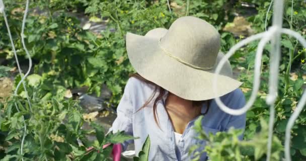 Einem Sonnigen Tag Hat Eine Frau Spaß Auf Der Schaukel — Stockvideo