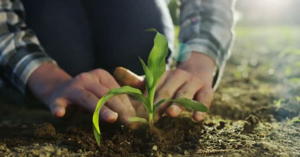 Slow Motion Young Farmer Hand Touching Wheat Ear Sunlight Breathe — Stock Video