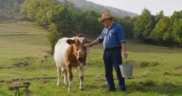 Ένας Αγρότης Εκτρέφει Και Αγελάδες Αγελάδα Του Χαρακτήρα Σύμφωνα Τις — Αρχείο Βίντεο