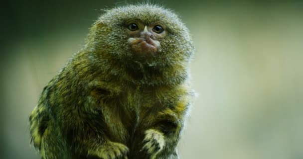 Pequeno Macaco Come Comida Olha Volta Lugar Fantástico Câmera Lenta — Vídeo de Stock