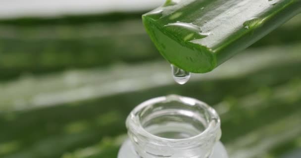 Composição Aloe Vera Conceito Creme Beleza Derivado Aloés Medicina Natural — Vídeo de Stock