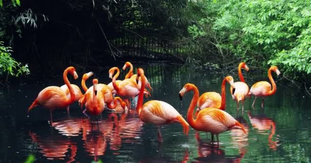 Fenicottero Rosa Molti Fenicottero Rosa Piedi Sulla Riva Del Lago — Video Stock