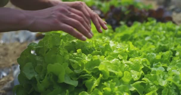 Pomalé Filmové Video Agronomické Ženy Ruce Kontrolujícím Zelené Listy Rostoucích — Stock video