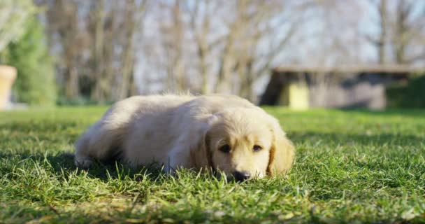 Vackra Golden Retriever Sitter Gräset Spelar Och Runningand Viftande Svans — Stockvideo